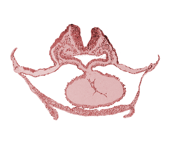 alar plate(s), basal plate, cardiac jelly, dorsal aorta, epimyocardium, laryngotracheal sulcus, neural fold [rhombencephalon (Rh. B)], otic placode, pericardial cavity, presumptive left ventricle, sulcus limitans