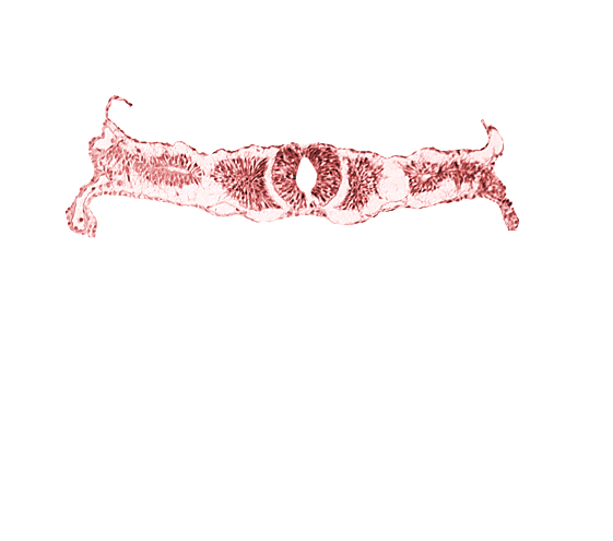 caudal end of somite 3 (O-3), dorsal aorta, endoderm, midgut, sulcus limitans, surface ectoderm