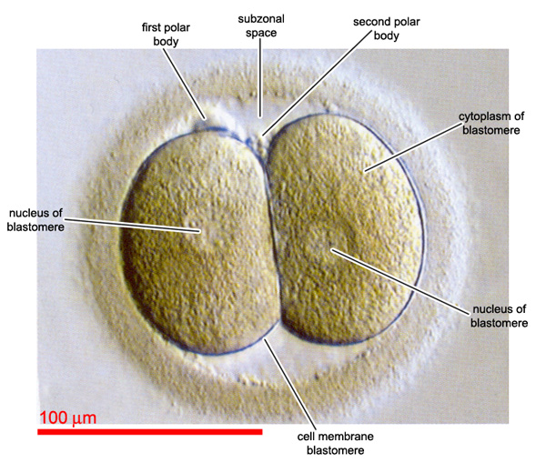 Embryo after first cleavage is completed