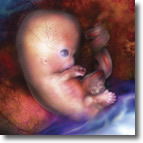 7 1/2 week embryo, 7.5 week embryo, seven and a half week embryo