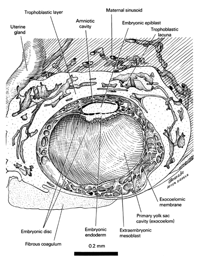 Open PDF version of FIG 2.2, Internal Features of the 12-Day Embryo