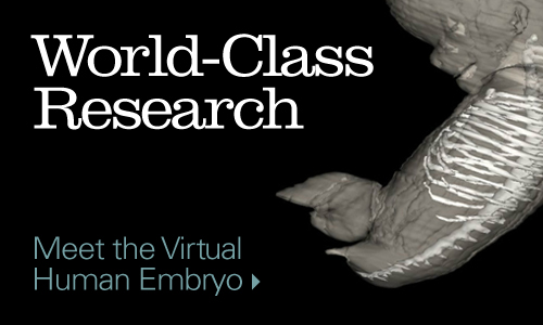 Meet the Virtual Human Embryo.