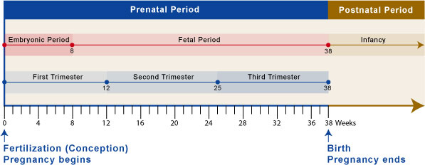 Pregnancy Timeline, prenatal period, embryonic period, fetal, infancy, postnatal, first trimester, second trimester, third trimester, pregnancy timeline, fertilization, conception, birth