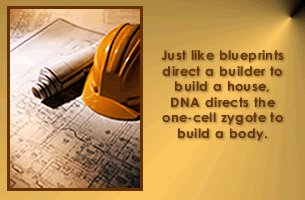 Just like blueprints direct a builder to build a house, DNA directs the one-cell zygote to build a body.