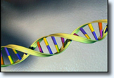 DNA, double helix