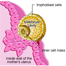 The embryo embedding into the inner wall of the uterus