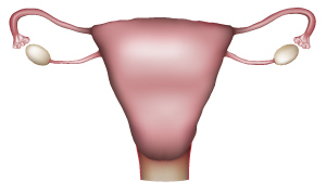 See labels of FIG 0.2, Female Reproductive System, Fallopian Tubes, Ovary, Ovaries, Uterus