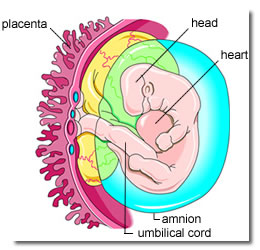 5 and a half week embryo, umbilical cord, placenta, head, heart, amnion