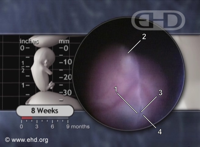 Eye & Nose, Eight-Week Embryo [Click for next image]