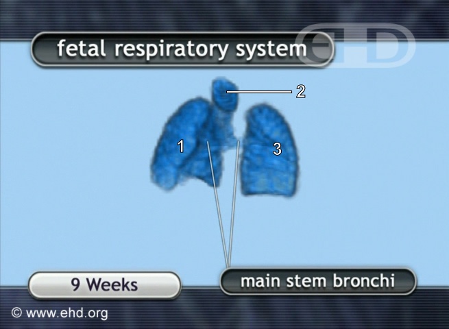 Fetal Respiratory System [Click for next image]