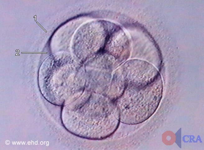 Nine-Cell Embryo [Click for next image]