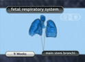 Fetal Respiratory System
