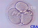 Three-Cell Embryo