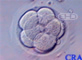 Eight-Cell Embryo