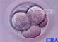 Five-Cell Embryo