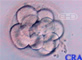 Morula: Twelve-Cell Embryo