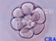 Ten-Cell Embryo