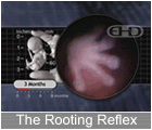 Play Movie - 3 to 4 month fetus, the rooting reflex