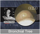 Play Movie - 4 to 5 month fetus, bronchial tree