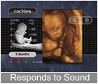 Play Movie - 5 to 6 months fetus, responds to sound