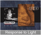 Play Movie - 6 to 7 month fetus, response to light