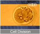 Play Movie - Cell Division