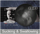 Play Movie - 9 to 10 week fetus, sucking, swallowing