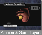 Play Movie - 2 to 3 week embryo, amnion, germ layer