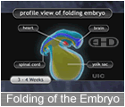 Play Movie - 3 to 4 week embryo, folding of the embryo